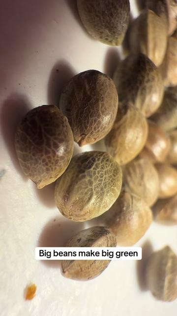 @SEEDTIVA