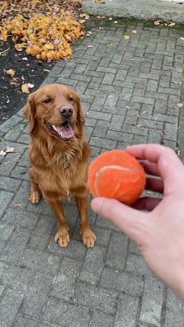 @Rooster The Red Retriever