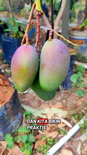 @GardeningFruits
