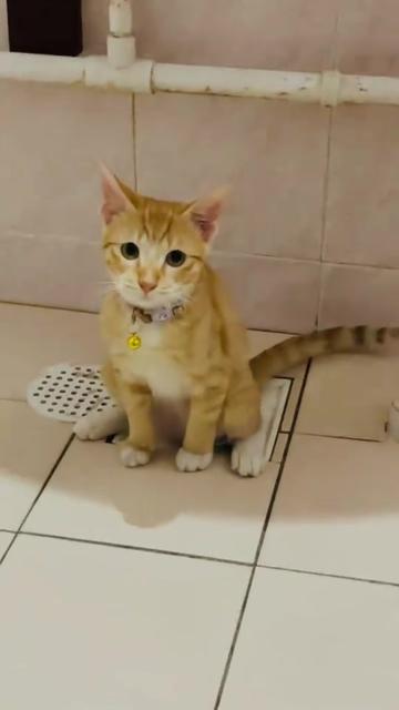 @Random Cat Stuff