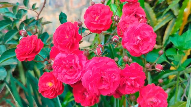 @Setuyuwadanger🌹❤️!!!.