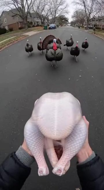 @aivideosdaily1231