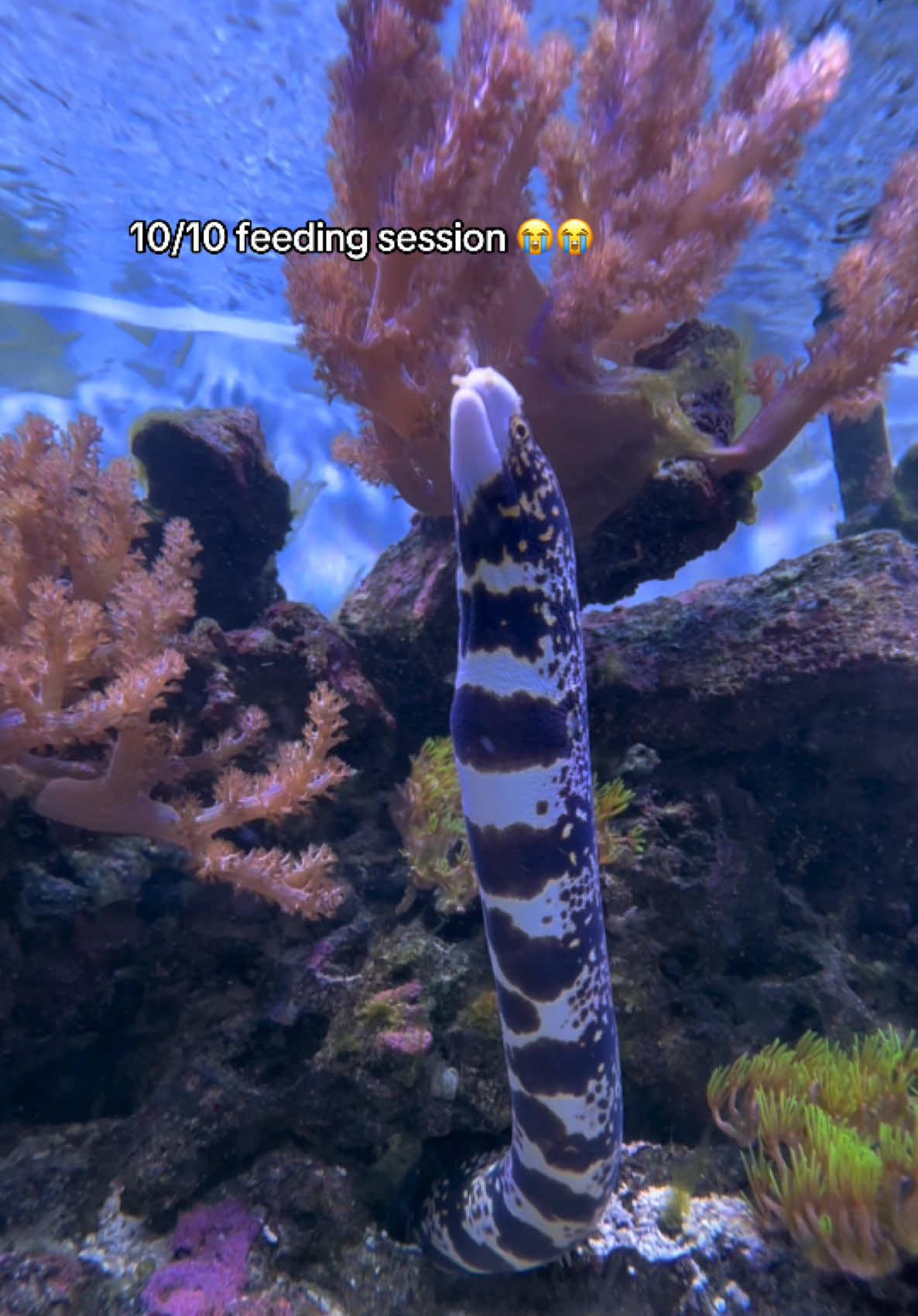 @ReefSync