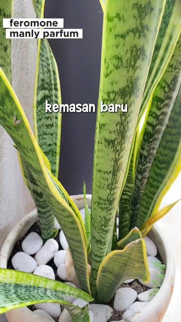 @🫦Wewangen.id🫦