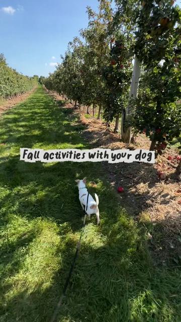 @Bao the Chihuahua
