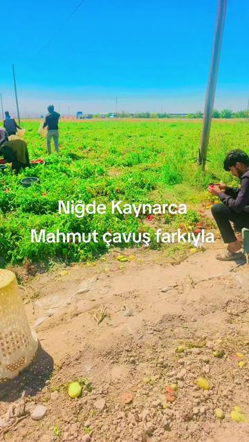 @mahmut çavuş
