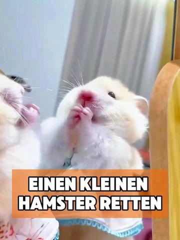 @toto_tier