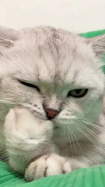 @Cute_kitten
