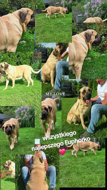 @Animal merwige fci