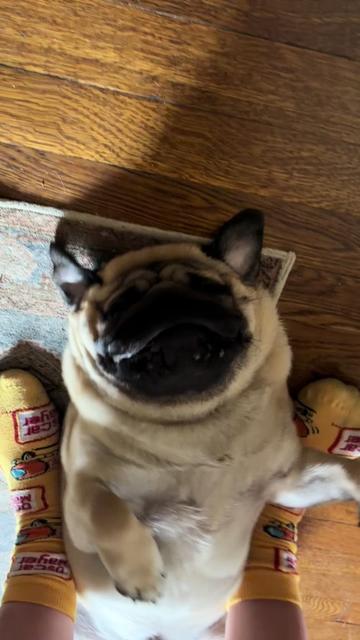 @thewinterpug
