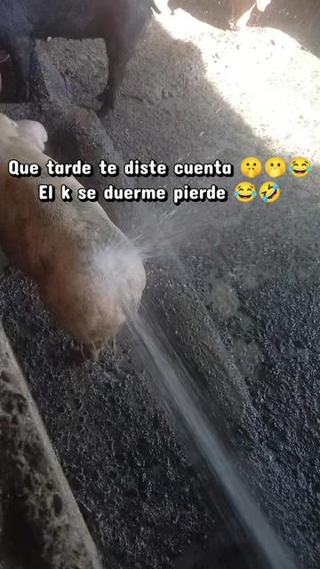 @La cubana Oficial