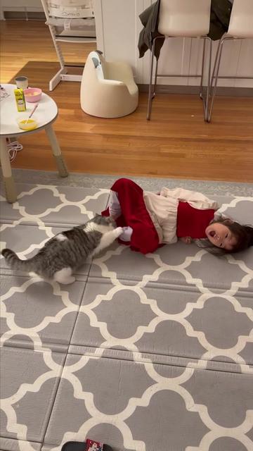 @Chonky World Of Cats