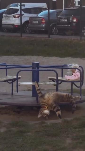 @Random Cat Stuff