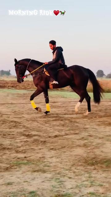 @Ch Hammad bokan ♥️🐎