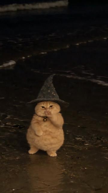 @Chonk The Fat Wizard Cat 🧙