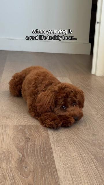 @Lilo The Cockapoo