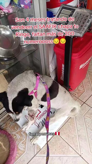 @Asociación T.Perrunas🐕🐈🇵🇪
