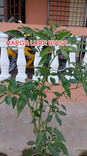 @SHAM LANCHANG