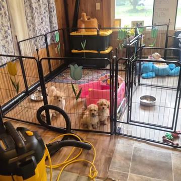 @Barb's Precious Pups
