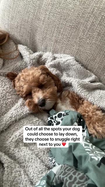 @Rosco & His Humans 🐾🏠🩵