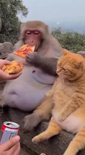 @Baozi in the Wild