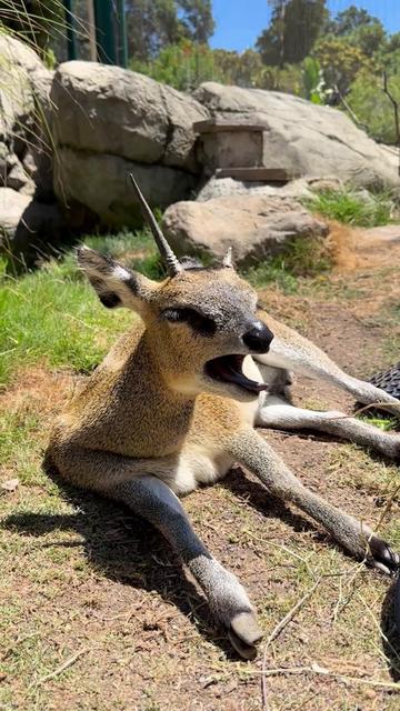 @Oakland Zoo