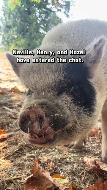 @Home for Hooves 🐽