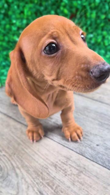 @Petland Oklahoma City