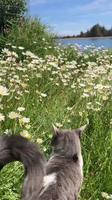 @Based_Potato