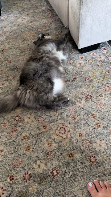 @2goldensandacat