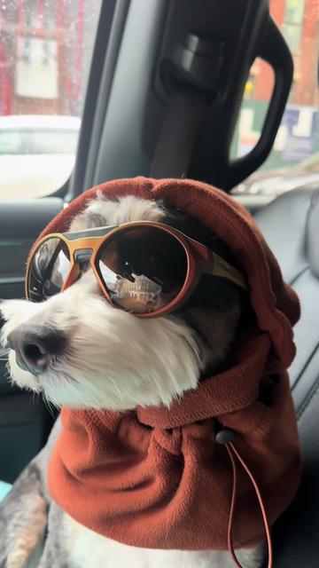 @PuppyPoppyfamily