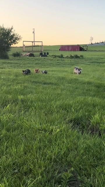@prairiepiglets
