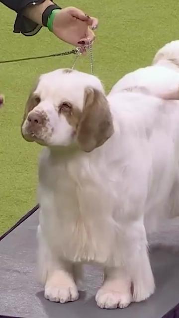@Westminster Kennel Club