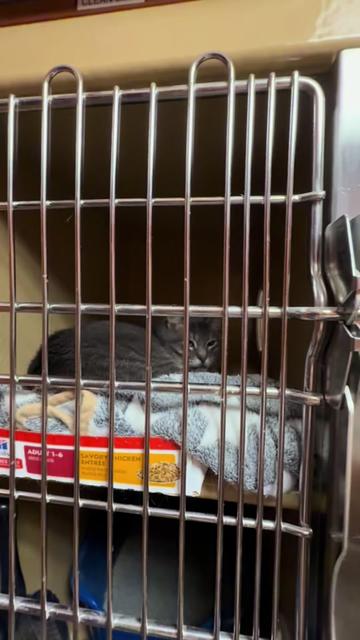 @Fancy Cats Rescue Team