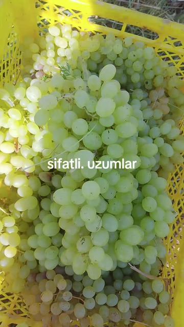 @Halimbek2003