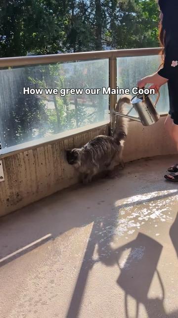 @Mugen the Maine Coon 🇨🇦