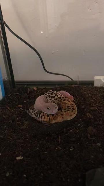 @Ballard’s Reptiles