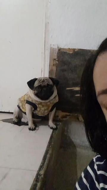 @pug.lovers53