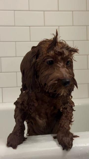 @Lilo The Cockapoo