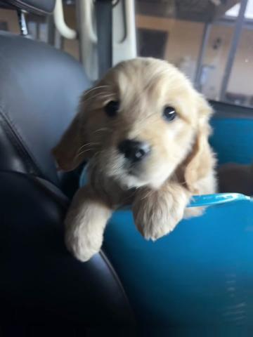 @HighCountryRetrievers