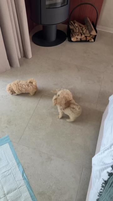 @Maltipoo Puppy Place