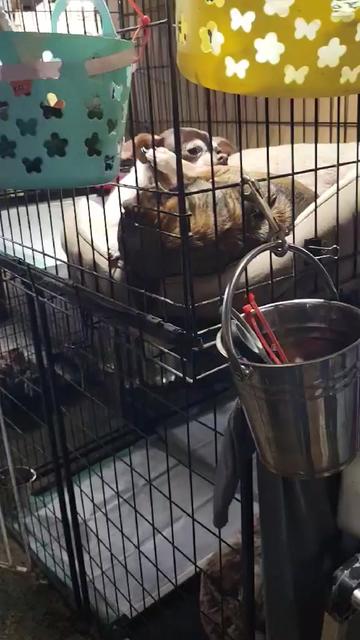 @Barking Mad Animal Refuge