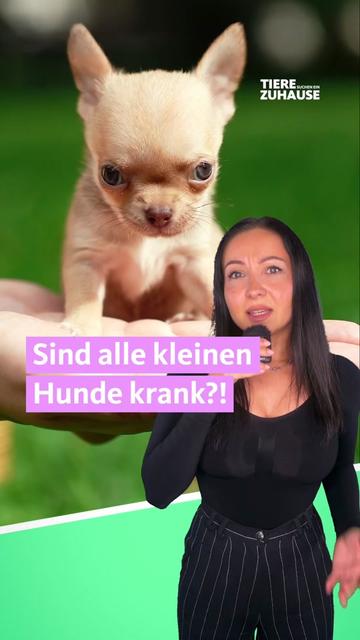 @Tiere suchen ein Zuhause