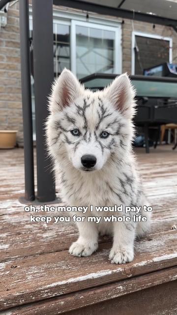@Bolthowls