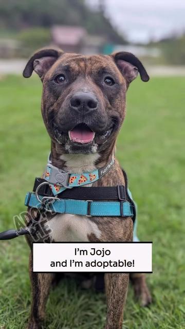 @Oakland Animal Services