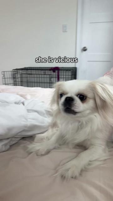 @toe beans inc!🐾