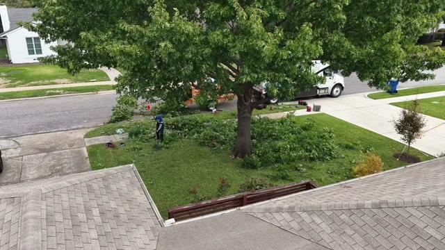 @Live Oak Tree Service