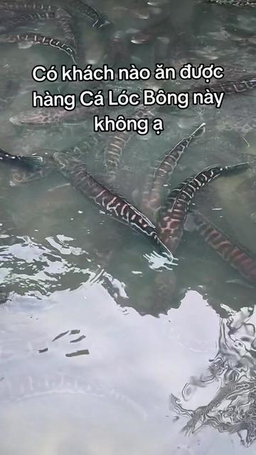 @Cá Chuối Hoa
