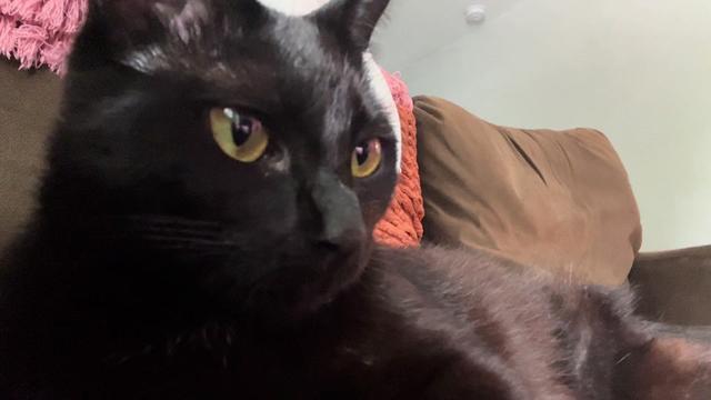 @dutch.vandercat