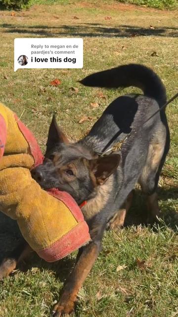 @True Guard K9 I Tara